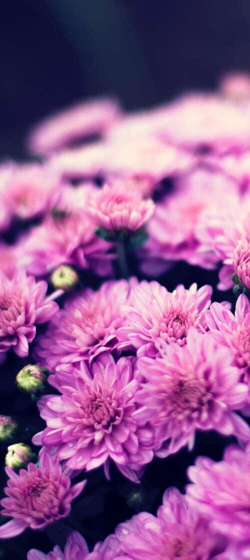 Close-up of a purple chrysanthemum flower bouquet with soft bokeh lighting and spring... Motorola Edge (2025) hand phone wallpaper