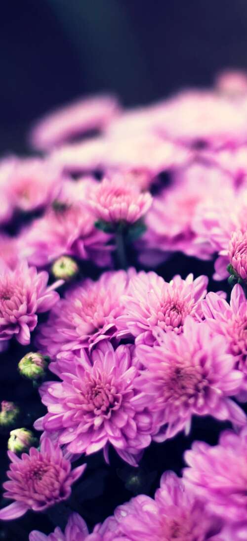 Close-up of a purple chrysanthemum flower bouquet with soft bokeh lighting and spring... Oppo K13 Turbo Pro wallpapers for android