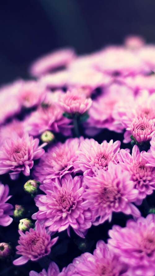 Close-up of a purple chrysanthemum flower bouquet with soft bokeh lighting and spring... Apple iPhone SE 2022 wallpaper images