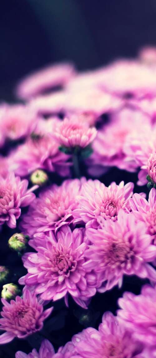 Close-up of a purple chrysanthemum flower bouquet with soft bokeh lighting and spring... Xiaomi Redmi 14C 5G wallpapers for android