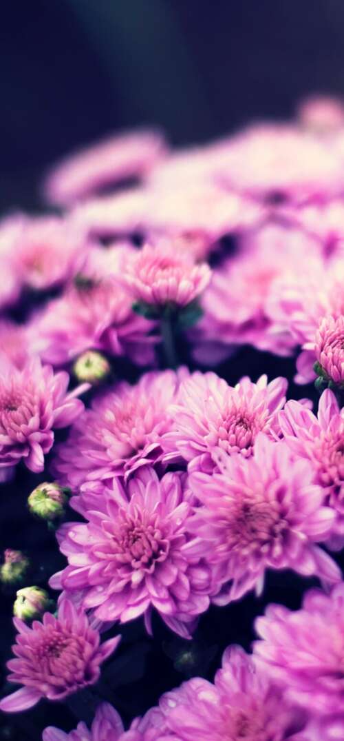 Close-up of a purple chrysanthemum flower bouquet with soft bokeh lighting and spring... UmiDigi Umidigi X wallpaper download