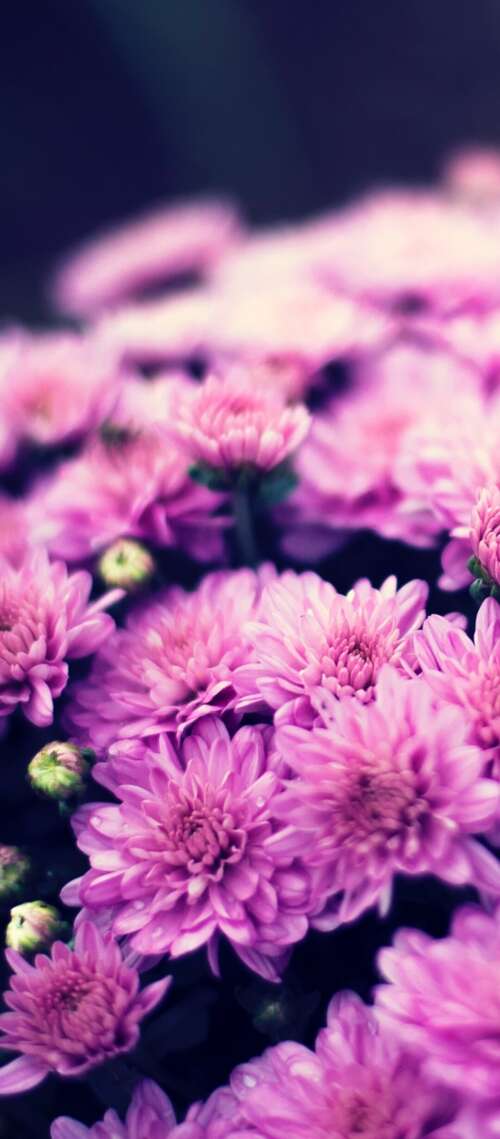 Close-up of a purple chrysanthemum flower bouquet with soft bokeh lighting and spring... hotwav X100 GT cell phone backgrounds free