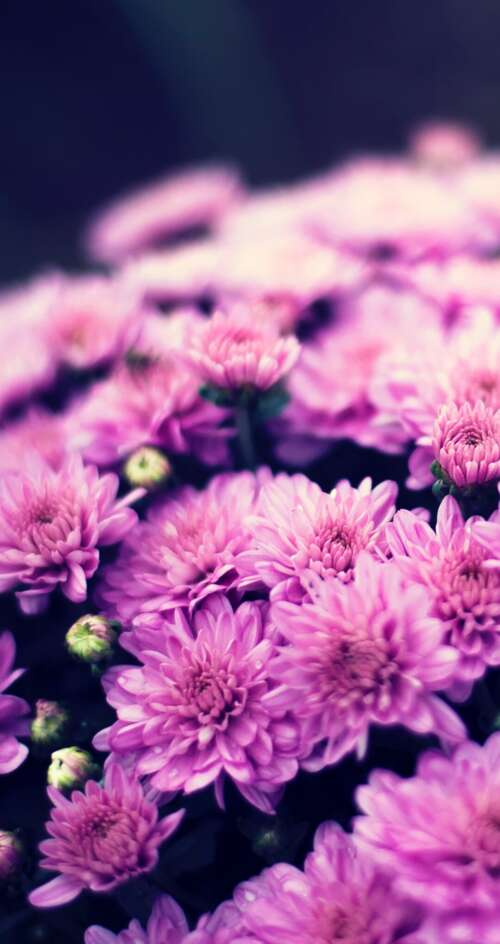 Close-up of a purple chrysanthemum flower bouquet with soft bokeh lighting and spring... Sharp Aquos C10 wallpaper download