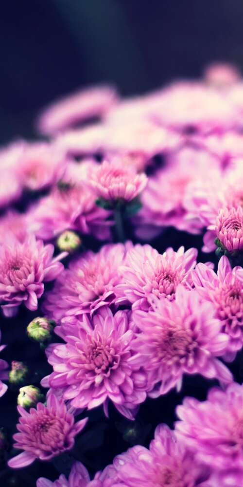 Close-up of a purple chrysanthemum flower bouquet with soft bokeh lighting and spring... Ulefone Rugking 2 Pro wallpaper