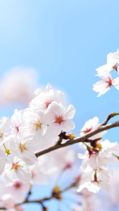 Close-up of pink cherry blossom flowers blooming on tree branches during spring.