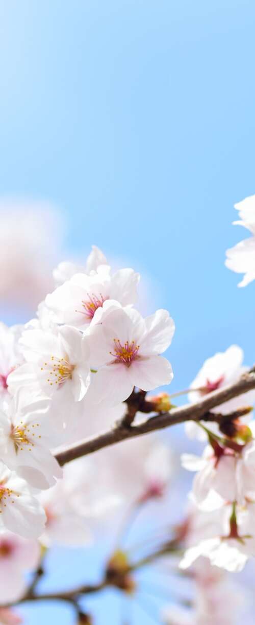 Close-up of pink cherry blossom flowers blooming on tree branches during spring. Samsung Galaxy Z Flip7 FE wallpaper