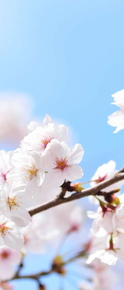 Close-up of pink cherry blossom flowers blooming on tree branches during spring. nubia Flip 3 hd background