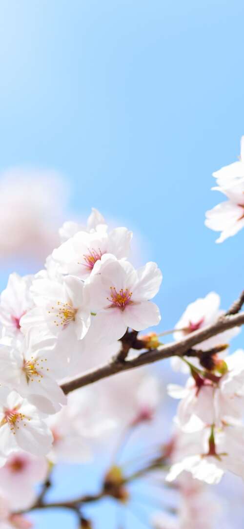 Close-up of pink cherry blossom flowers blooming on tree branches during spring. Xiaomi Redmi 15 4G hand phone wallpaper