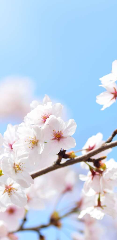 Close-up of pink cherry blossom flowers blooming on tree branches during spring. Huawei Mate 30 Pro