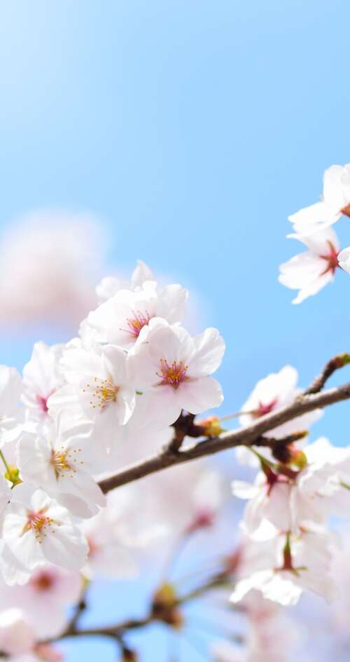 Close-up of pink cherry blossom flowers blooming on tree branches during spring. Sharp Aquos C10