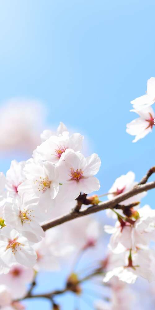 Close-up of pink cherry blossom flowers blooming on tree branches during spring. Ulefone Rugking 2 Pro cell phone backgrounds free