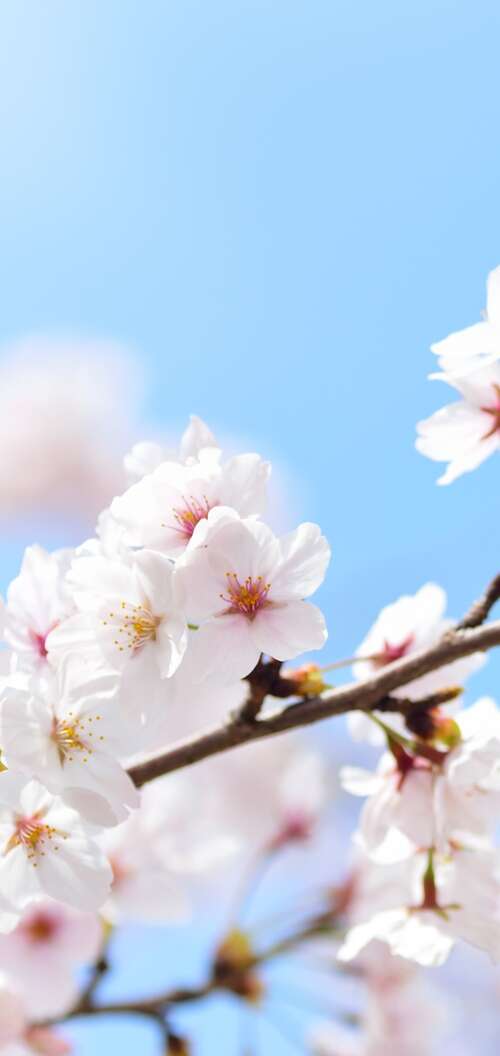 Close-up of pink cherry blossom flowers blooming on tree branches during spring. Oppo A6k 4G free wallpaper