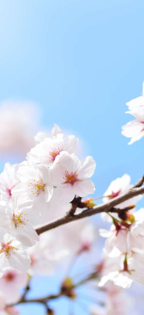 Close-up of pink cherry blossom flowers blooming on tree branches during spring. realme GT 7T download free phone wallpaper