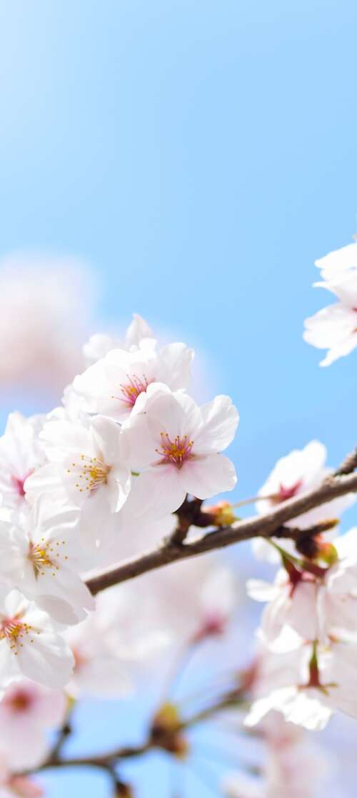 Close-up of pink cherry blossom flowers blooming on tree branches during spring. Xiaomi Redmi Note 14S cell phone backgrounds free