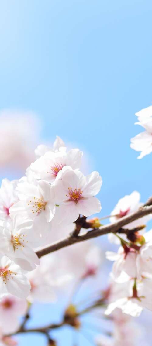 Close-up of pink cherry blossom flowers blooming on tree branches during spring. Blackview XPLORE 1 Pro