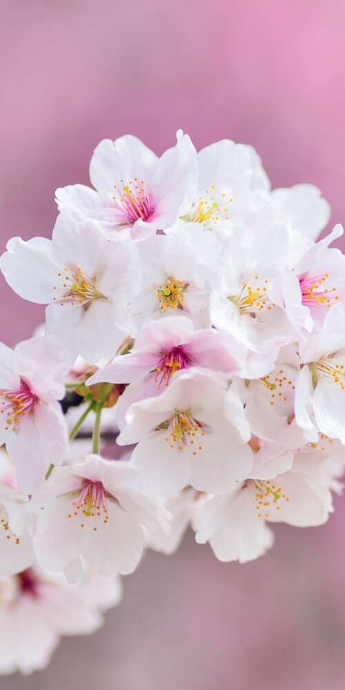 Close-up of beautiful pink cherry blossom flowers in full bloom during spring. Ulefone Rugking 2 Pro free hd wallpapers