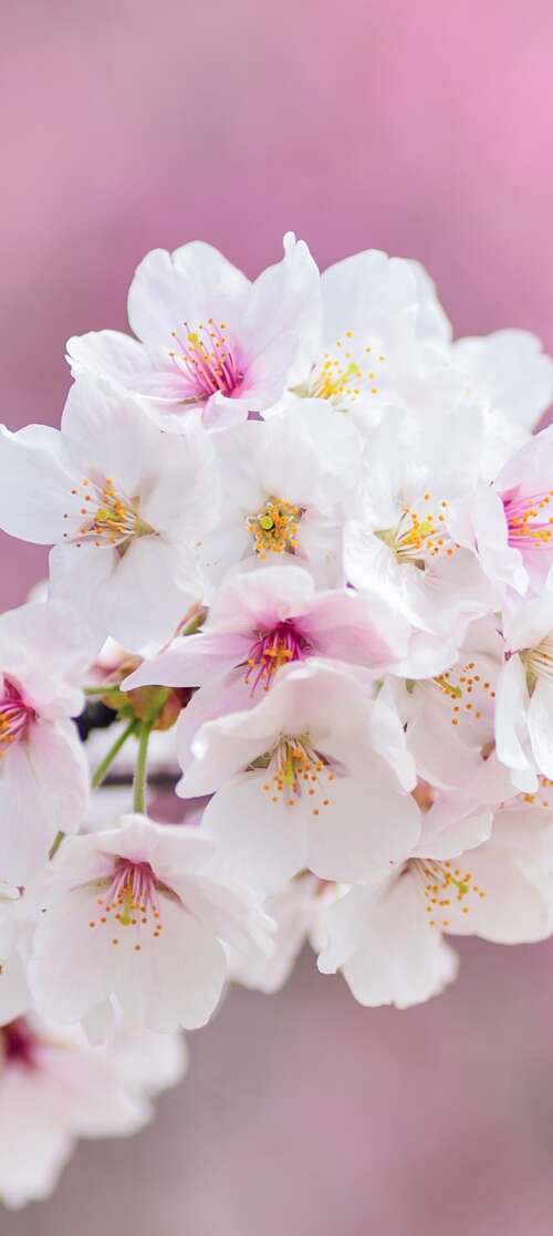 Close-up of beautiful pink cherry blossom flowers in full bloom during spring. Motorola Edge (2025)
