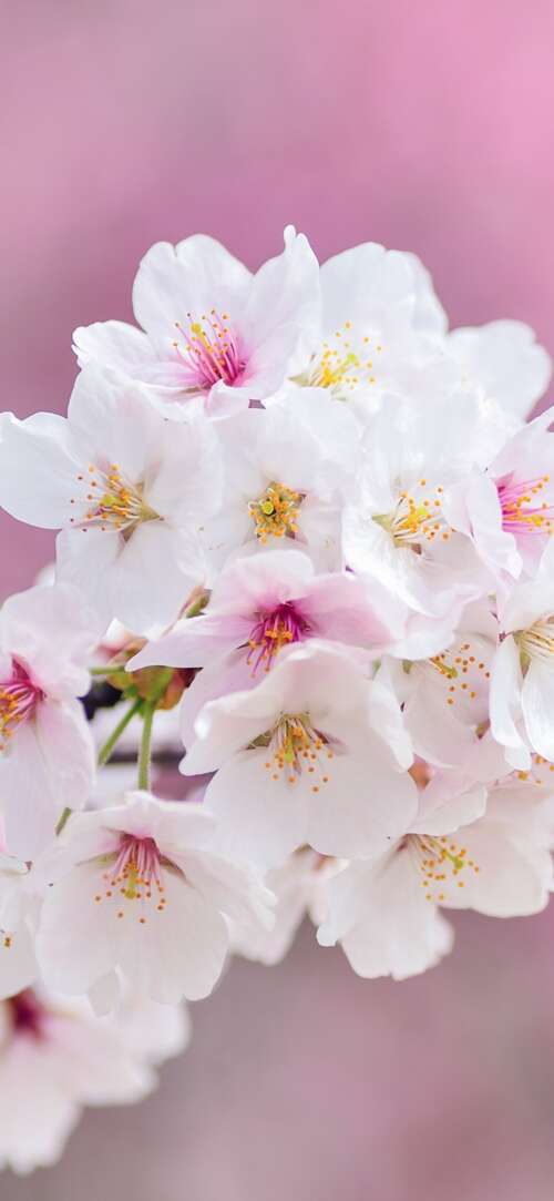Close-up of beautiful pink cherry blossom flowers in full bloom during spring. Xiaomi Redmi 15 4G wallpaper download