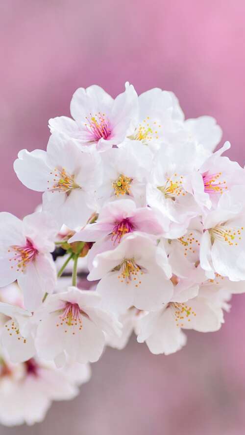 Close-up of beautiful pink cherry blossom flowers in full bloom during spring. Apple iPhone SE 2022 free background images