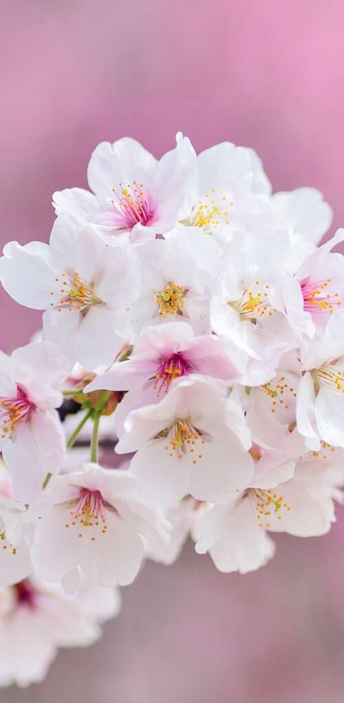 Close-up of beautiful pink cherry blossom flowers in full bloom during spring. Huawei Mate 30 Pro free background