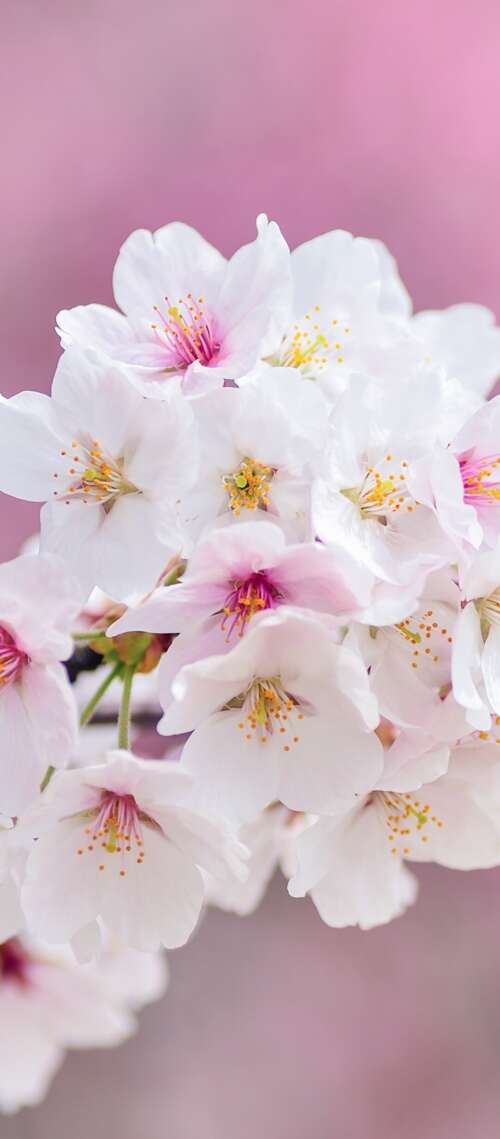 Close-up of beautiful pink cherry blossom flowers in full bloom during spring. Blackview XPLORE 1 Pro free background