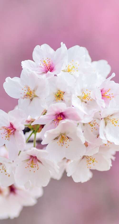 Close-up of beautiful pink cherry blossom flowers in full bloom during spring. Sharp Aquos C10 free background