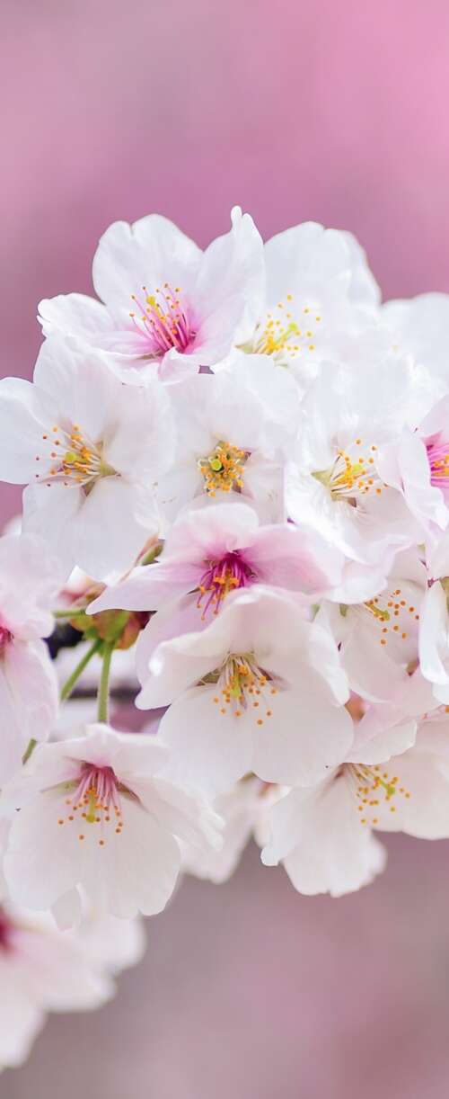 Close-up of beautiful pink cherry blossom flowers in full bloom during spring. Samsung Galaxy Z Flip7 FE background images hd