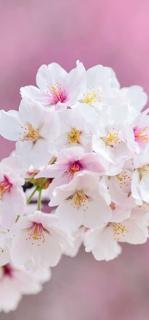 Close-up of beautiful pink cherry blossom flowers in full bloom during spring. UmiDigi Umidigi X free background