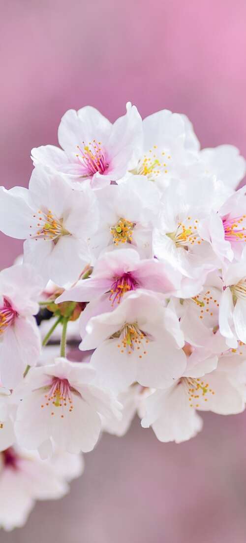Close-up of beautiful pink cherry blossom flowers in full bloom during spring. Huawei Pura 90 Pro hand phone wallpaper