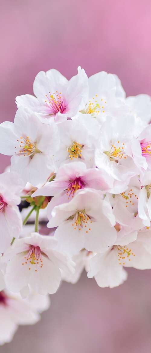 Close-up of beautiful pink cherry blossom flowers in full bloom during spring. nubia Flip 3 wallpapers for android