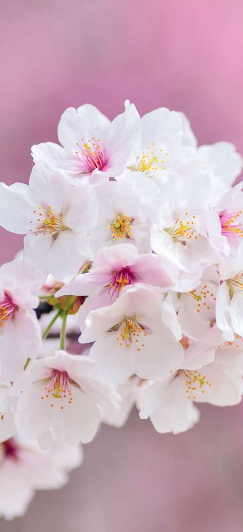 Close-up of beautiful pink cherry blossom flowers in full bloom during spring. realme GT 7T download free wallpaper for phone