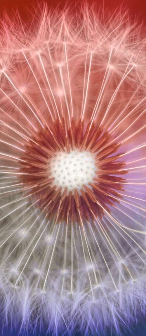 A close-up macro shot of a dandelion flower with a soft, out-of-focus bokeh background. cell phone backgrounds free