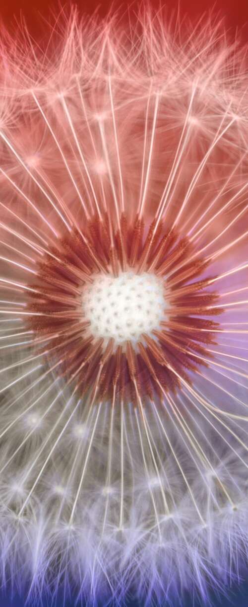 A close-up macro shot of a dandelion flower with a soft, out-of-focus bokeh background. Samsung Galaxy Z Flip7 FE download free wallpaper for phone