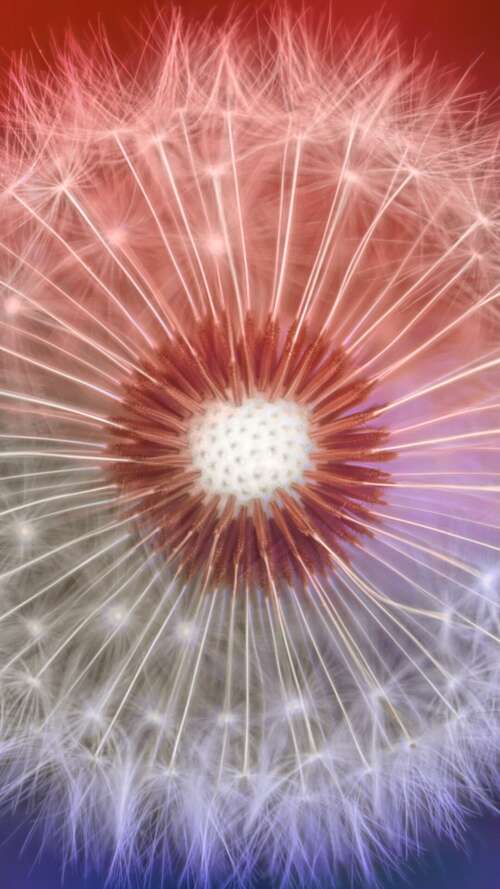 A close-up macro shot of a dandelion flower with a soft, out-of-focus bokeh background. Apple iPhone SE 2022 free hd wallpapers
