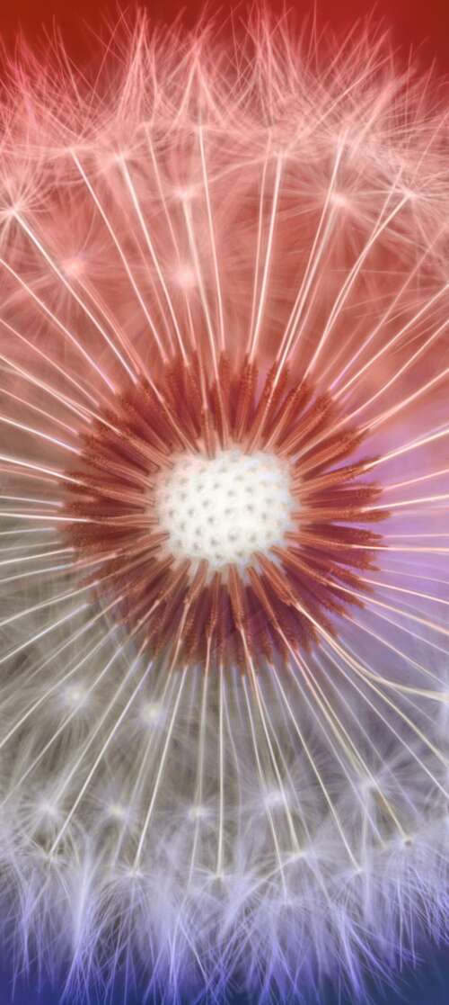 A close-up macro shot of a dandelion flower with a soft, out-of-focus bokeh background. Tecno Spark Go 3