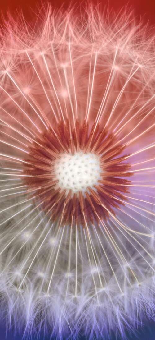 A close-up macro shot of a dandelion flower with a soft, out-of-focus bokeh background. realme GT 7T wallpaper photo gallery download