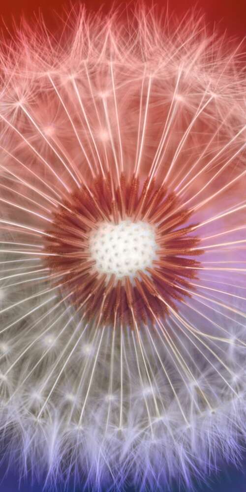 A close-up macro shot of a dandelion flower with a soft, out-of-focus bokeh background. Ulefone Rugking 2 Pro wallpapers for android
