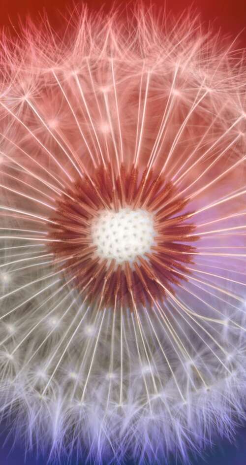 A close-up macro shot of a dandelion flower with a soft, out-of-focus bokeh background. Sharp Aquos C10 cell phone backgrounds free