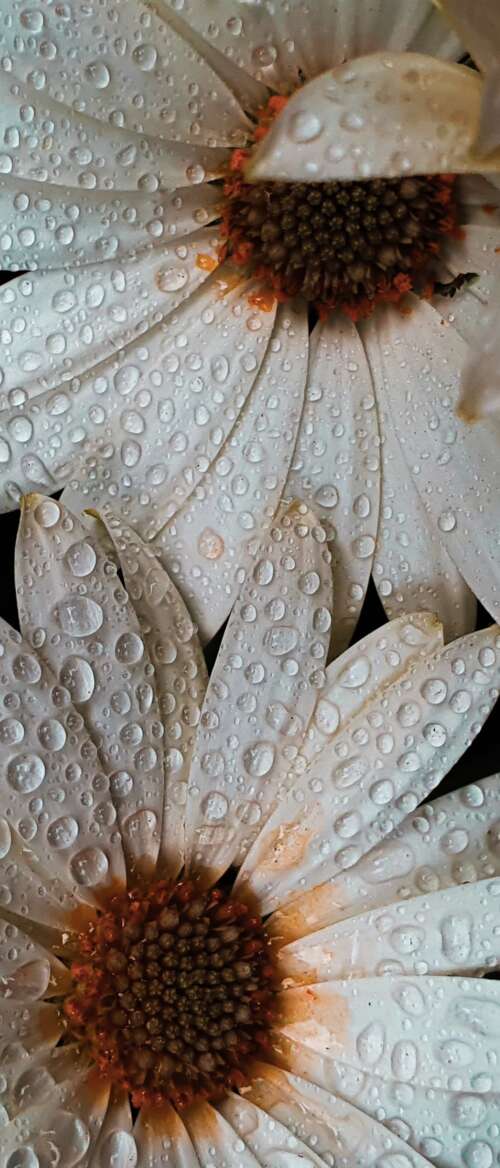 Close-up macro shot of white daisy petals covered in glistening water droplets.