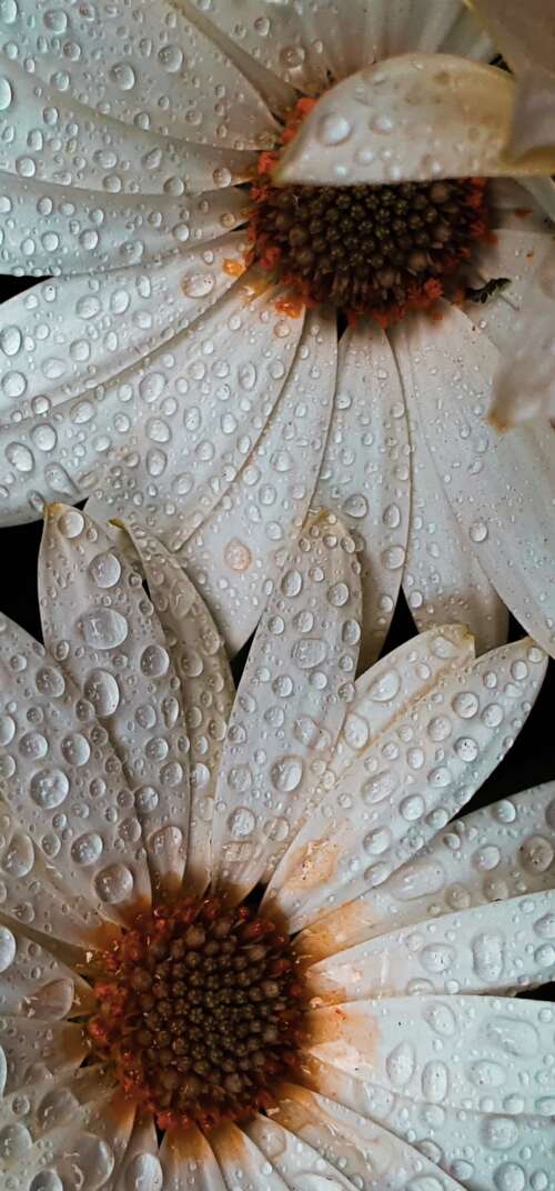 Close-up macro shot of white daisy petals covered in glistening water droplets. Samsung Galaxy S26 Ultra hand phone wallpaper