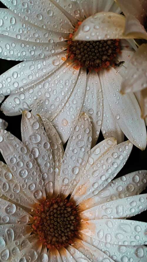 Close-up macro shot of white daisy petals covered in glistening water droplets. Apple iPhone SE 2022 background images hd