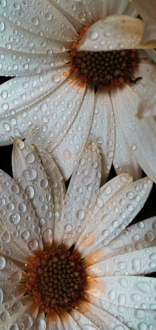 Close-up macro shot of white daisy petals covered in glistening water droplets. Oppo A6k 4G wallpaper download