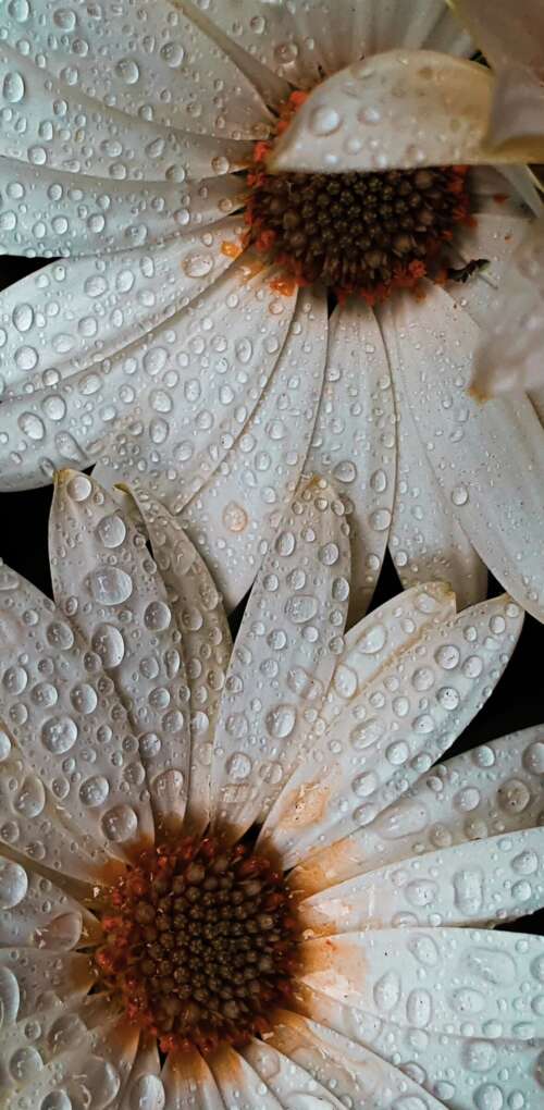 Close-up macro shot of white daisy petals covered in glistening water droplets. Huawei Mate 30 Pro wallpaper