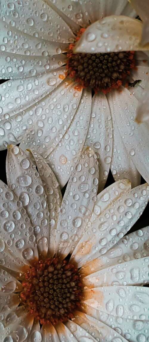 Close-up macro shot of white daisy petals covered in glistening water droplets. Xiaomi Redmi 14C 5G mobile wallpaper