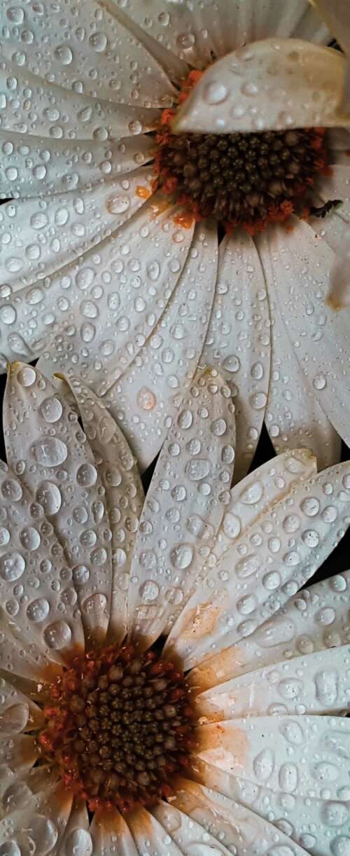Close-up macro shot of white daisy petals covered in glistening water droplets. Samsung Galaxy Z Flip7 FE free wallpaper