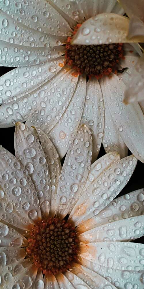 Close-up macro shot of white daisy petals covered in glistening water droplets. Ulefone Rugking 2 Pro download free wallpaper for phone