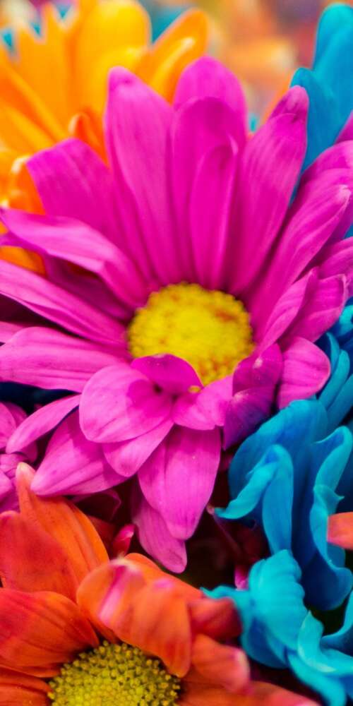 A vibrant and colorful close-up of pink and orange dahlia flowers in full bloom. Ulefone Rugking 2 Pro cell phone backgrounds free