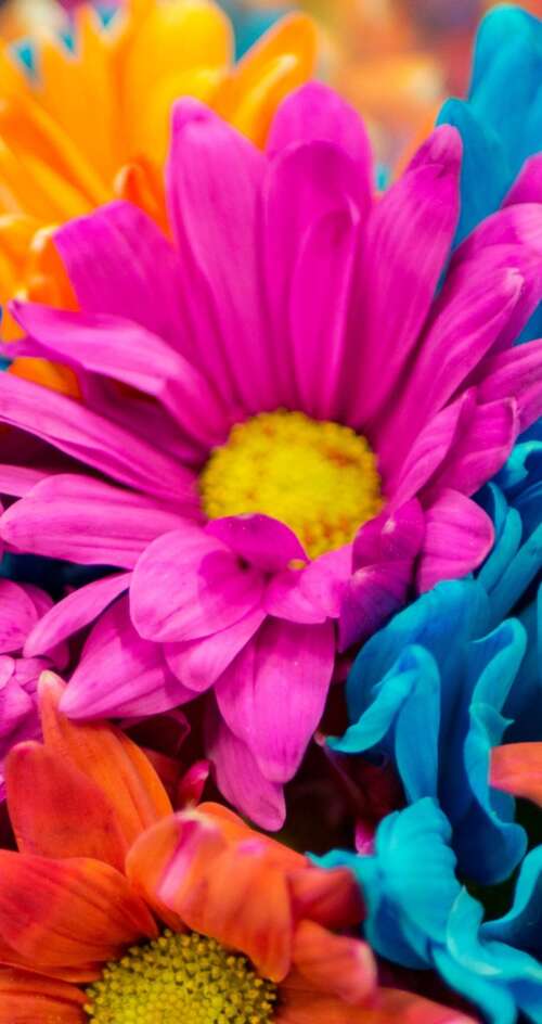 A vibrant and colorful close-up of pink and orange dahlia flowers in full bloom. Sharp Aquos C10