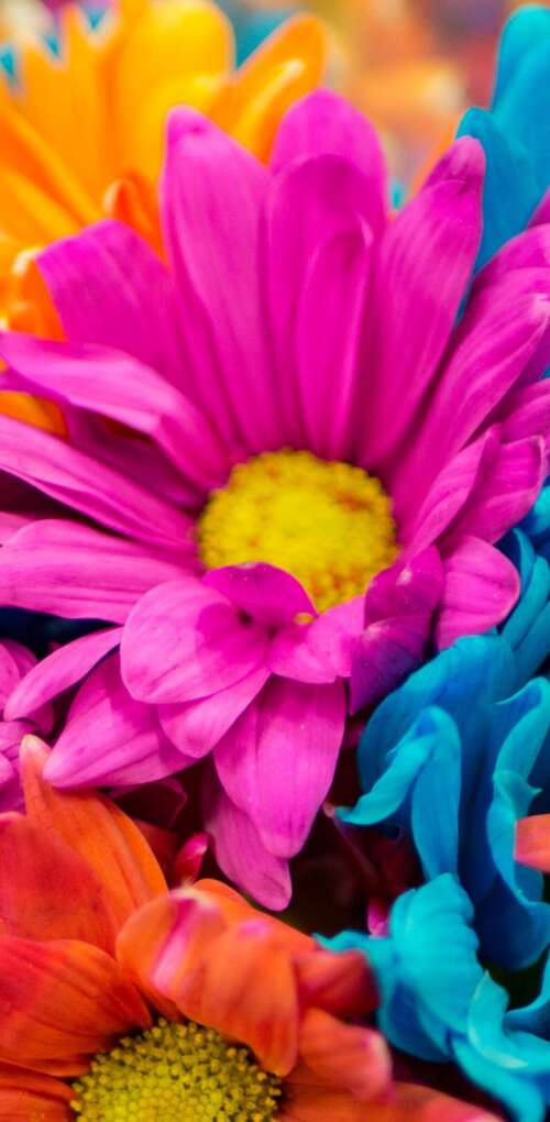 A vibrant and colorful close-up of pink and orange dahlia flowers in full bloom. Huawei Mate 30 Pro