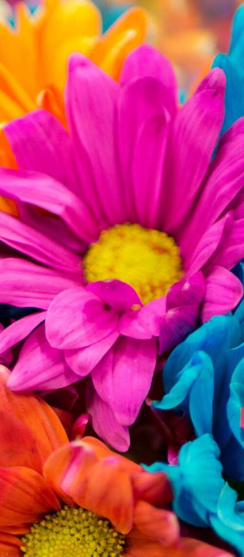A vibrant and colorful close-up of pink and orange dahlia flowers in full bloom. Blackview XPLORE X1